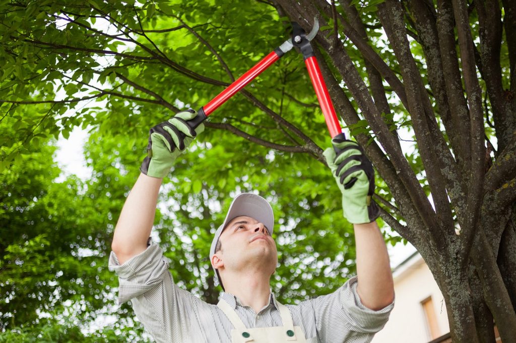 Why Should You Consider Hiring Expert Tree Trimming Services?