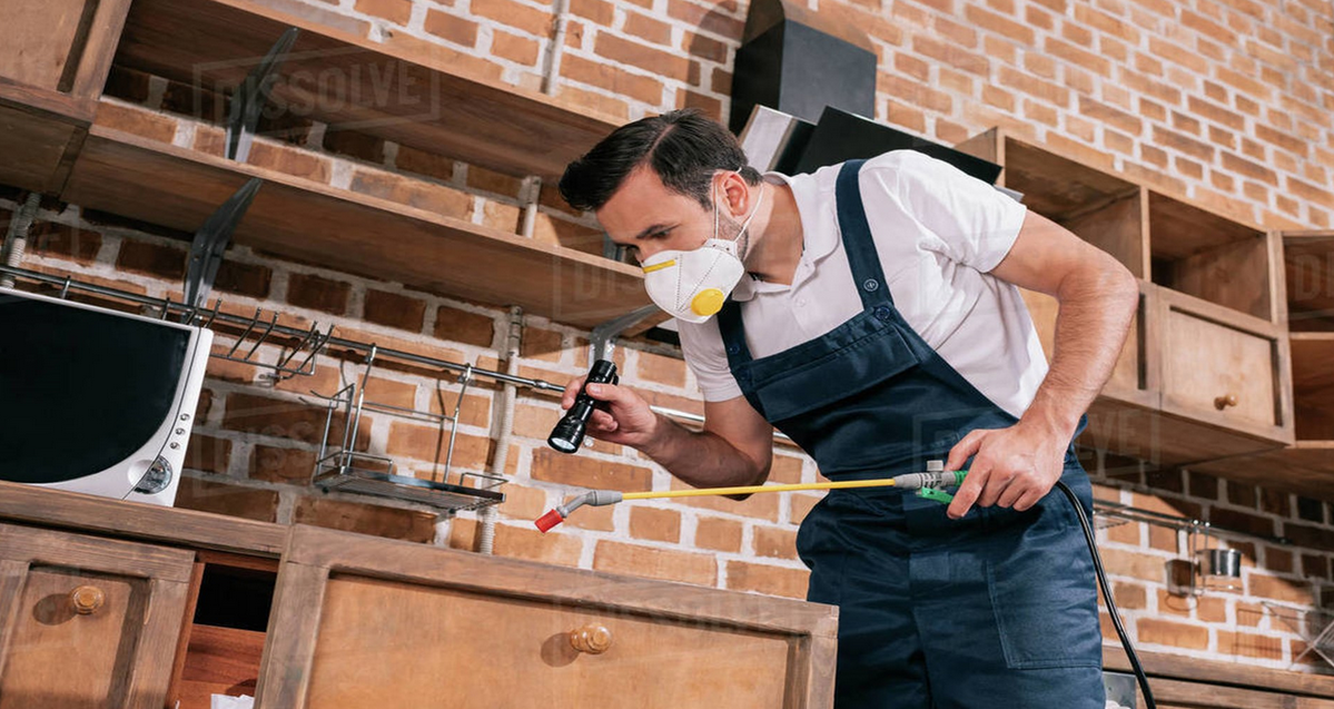 pest inspections Tweed Heads