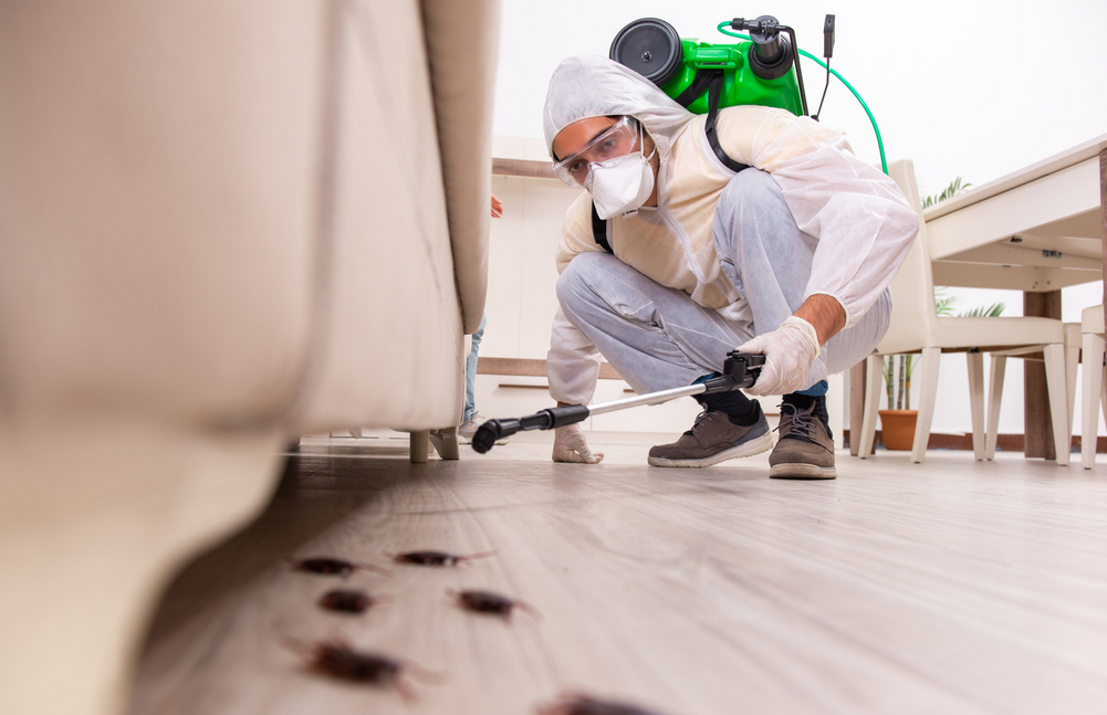 pest inspections Tweed Heads
